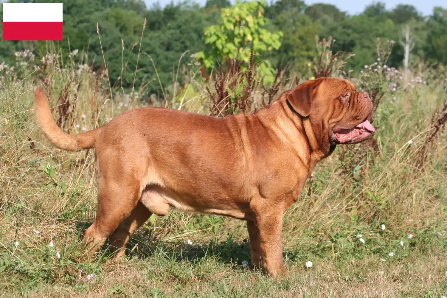 Bordeaux-i dög kiskutyák és tenyésztő Lengyelország Itt talál bordeaux-i dog tenyésztőket Lengyelországban.