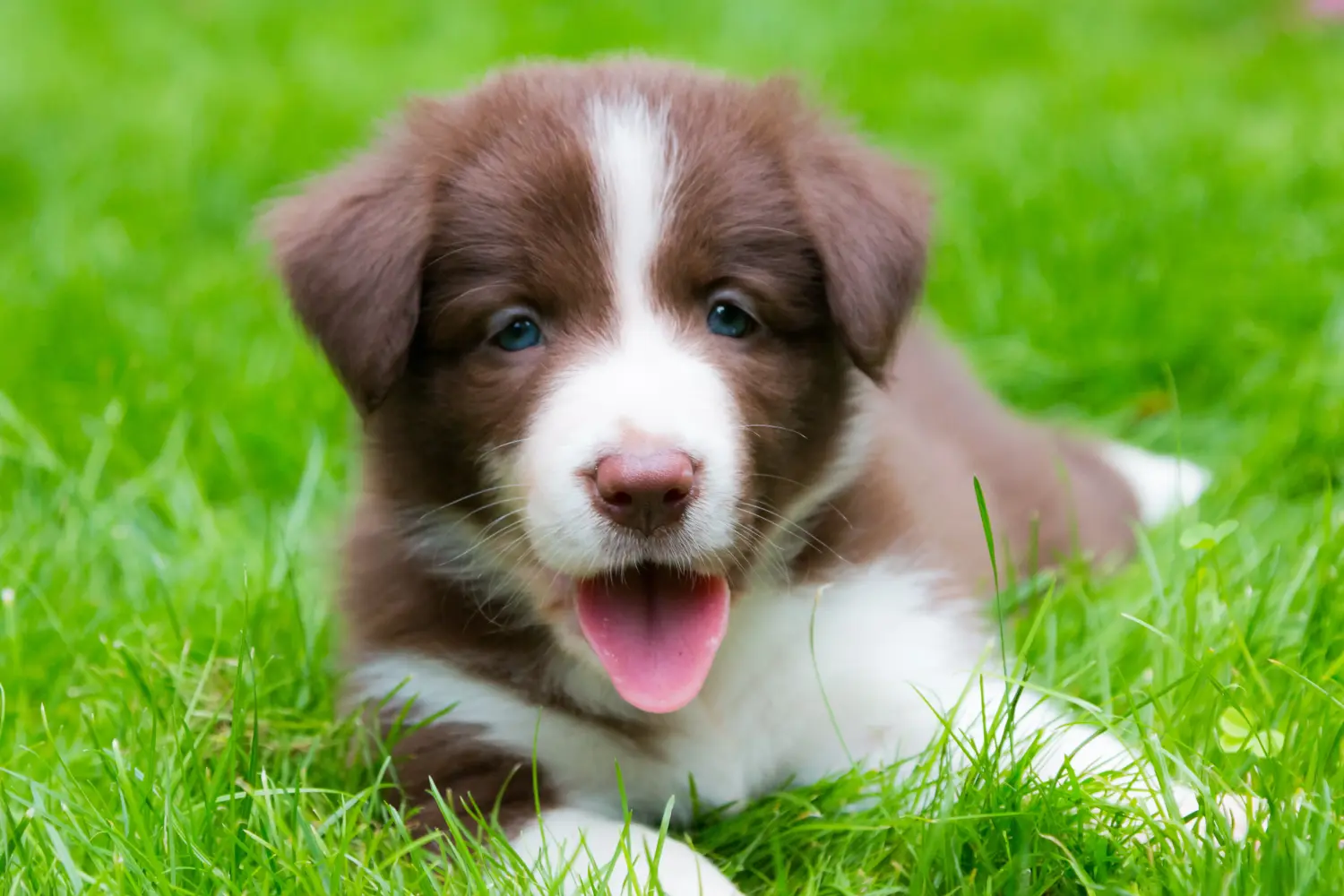 Border Collie kölyökkutya vásárlása felelősségvállalást jelent! Border Collie kiskutyák vásárlása.