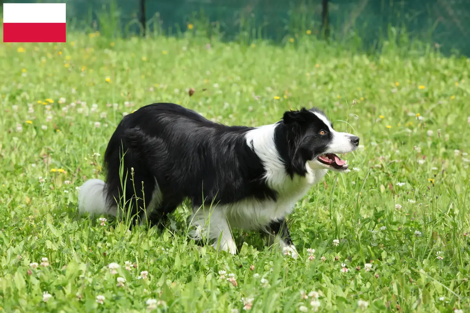 Border Collie kiskutyák és tenyésztők Lengyelország Keress Border Collie tenyésztőket Lengyelországban.
