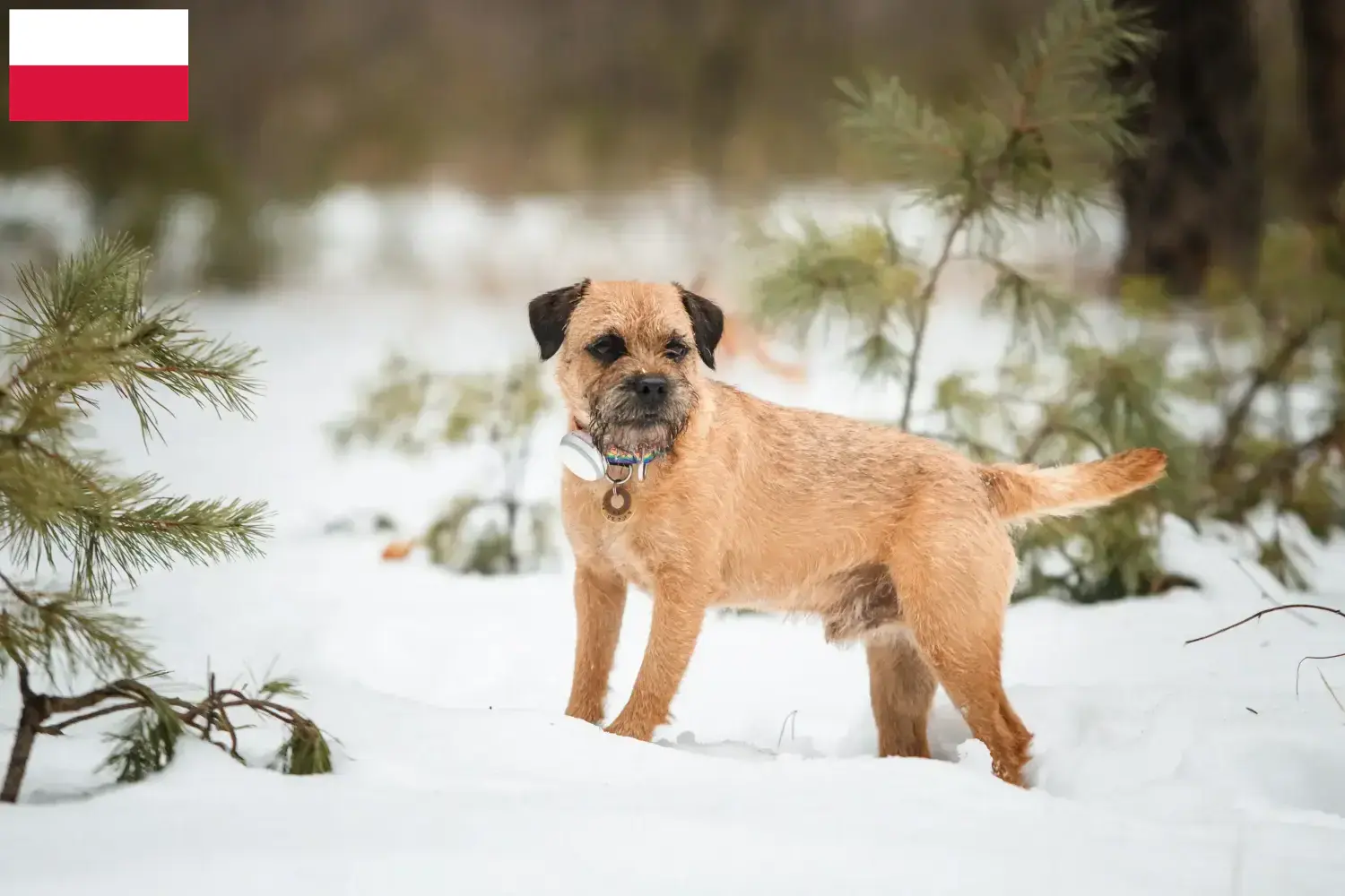 Border terrier kiskutyák és tenyésztők Lengyelország Keress Borderterrier tenyésztőket Lengyelországban.