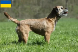 Read more about the article Border terrier tenyésztők és kölykök Ukrajnában