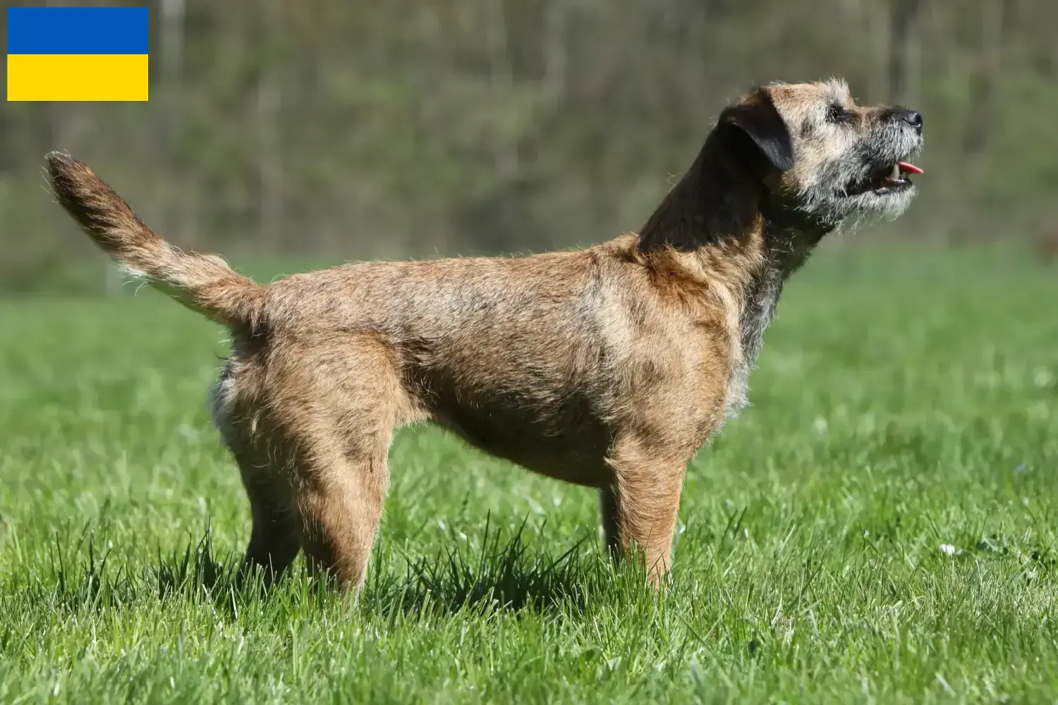 Border terrier kölykök és tenyésztők Ukrajna Itt találhat Borderterrier tenyésztőket Ukrajnában.