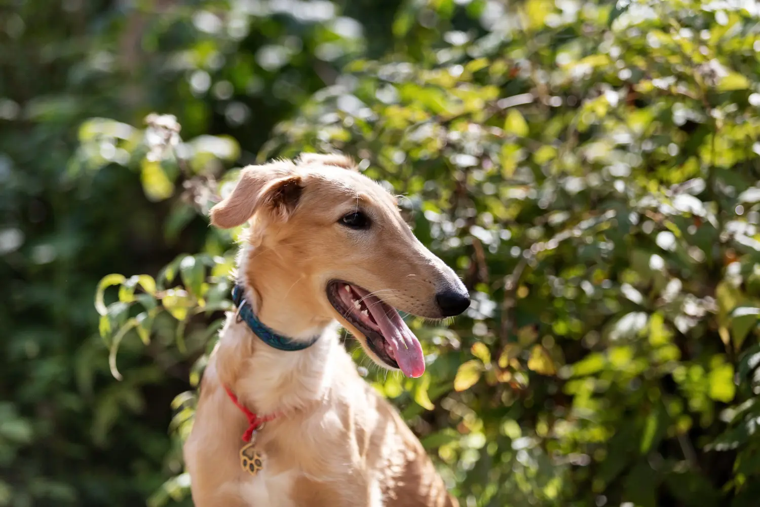 Borzoi kölyökkutya vásárlása felelősségvállalást jelent! Borzoi kiskutyák vásárlása.