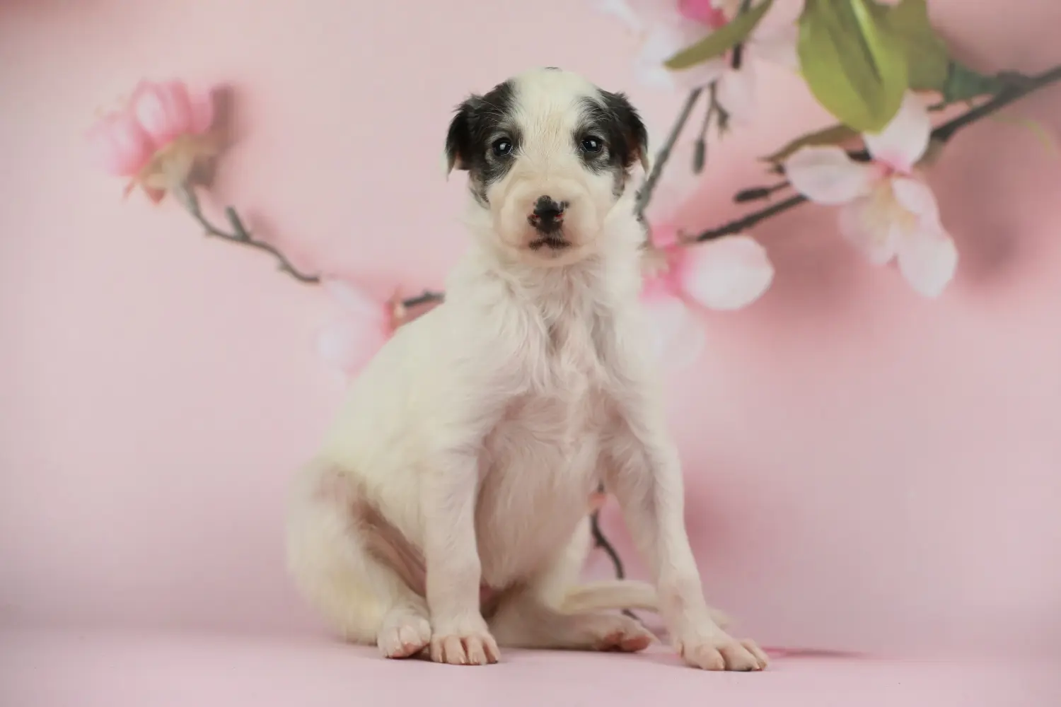 Borzoi kölyökkutya vásárlása felelősségvállalást jelent! Borzoi kiskutyák vásárlása.