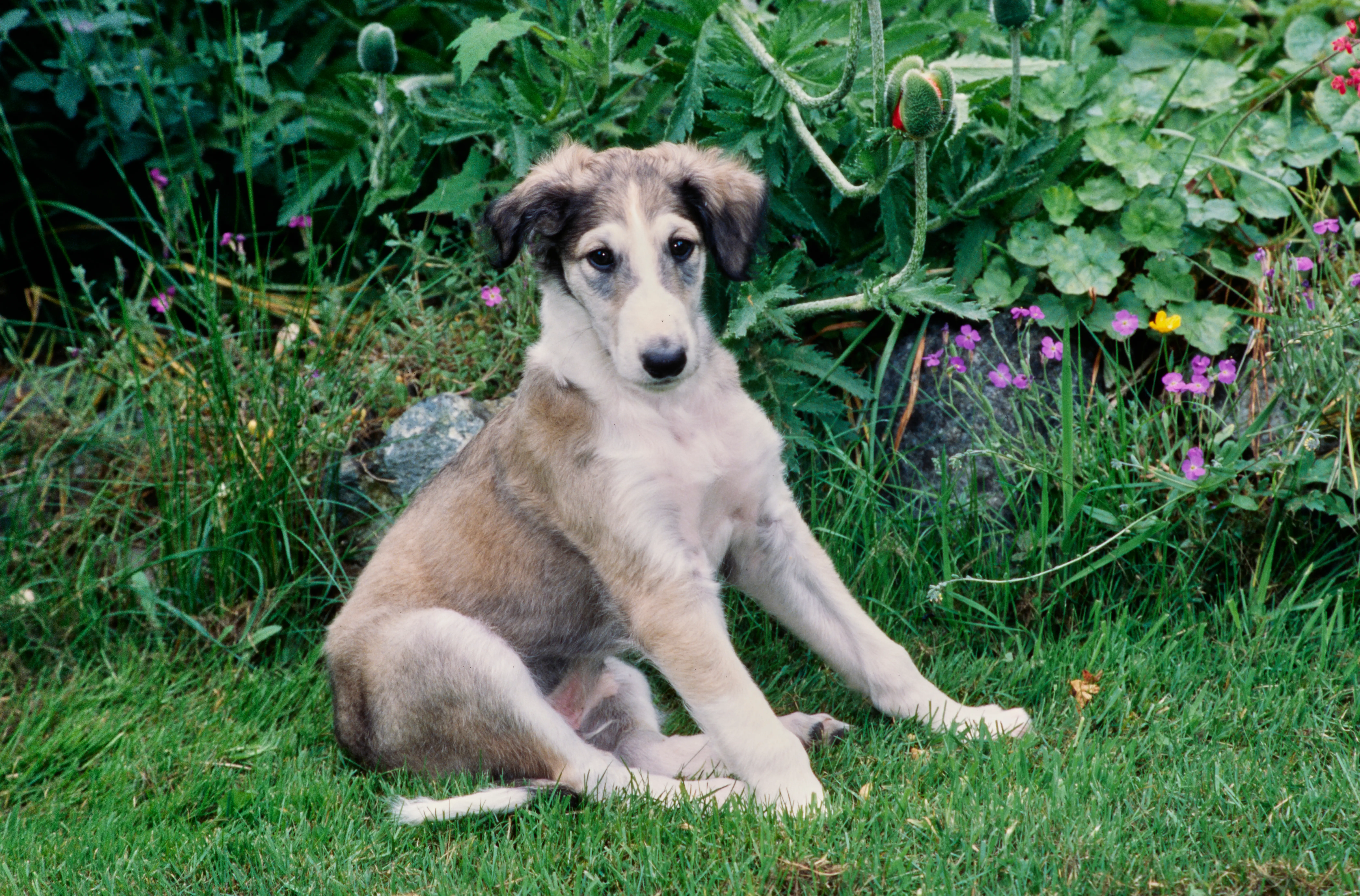 Borzoi kölyökkutya vásárlása felelősségvállalást jelent! Borzoi kiskutyák vásárlása.