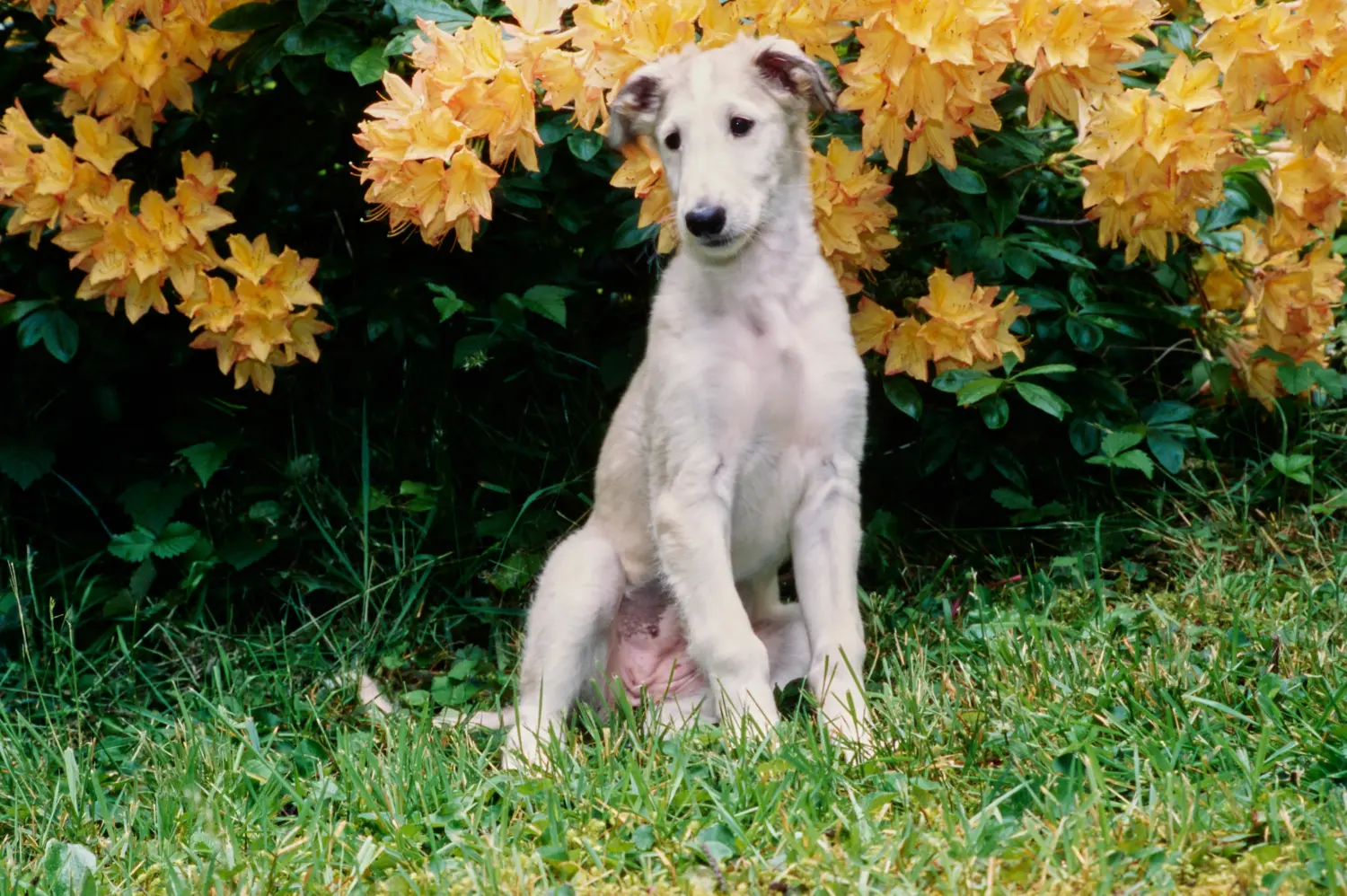 Borzoi kölyökkutya vásárlása felelősségvállalást jelent! Borzoi kiskutyák vásárlása.