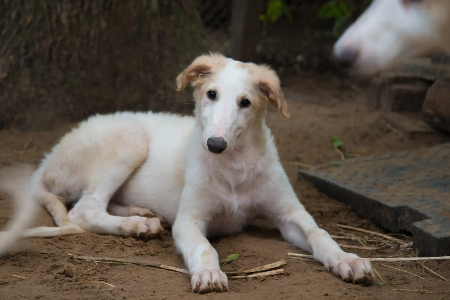 Borzoi kölyökkutya vásárlása felelősségvállalást jelent! Borzoi kiskutyák vásárlása.