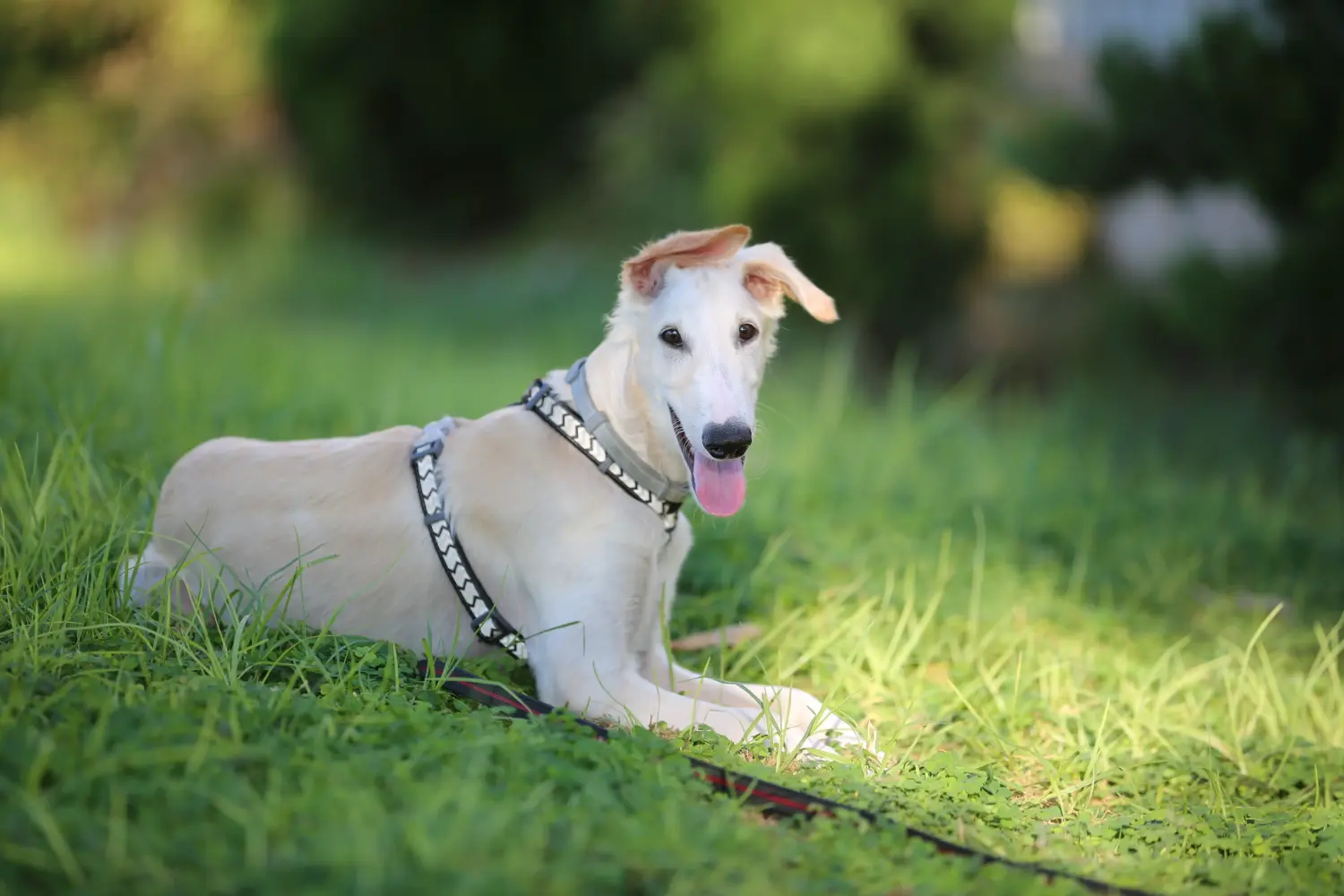Borzoi kölyökkutya vásárlása felelősségvállalást jelent! Borzoi kiskutyák vásárlása.