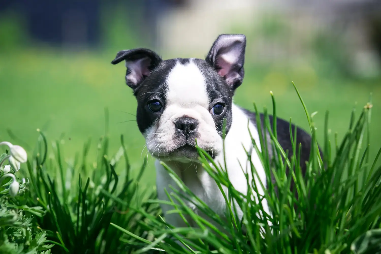 Boston terrier kölyökkutya vásárlása felelősségvállalást jelent! Boston terrier kölyökkutyák vásárlása.