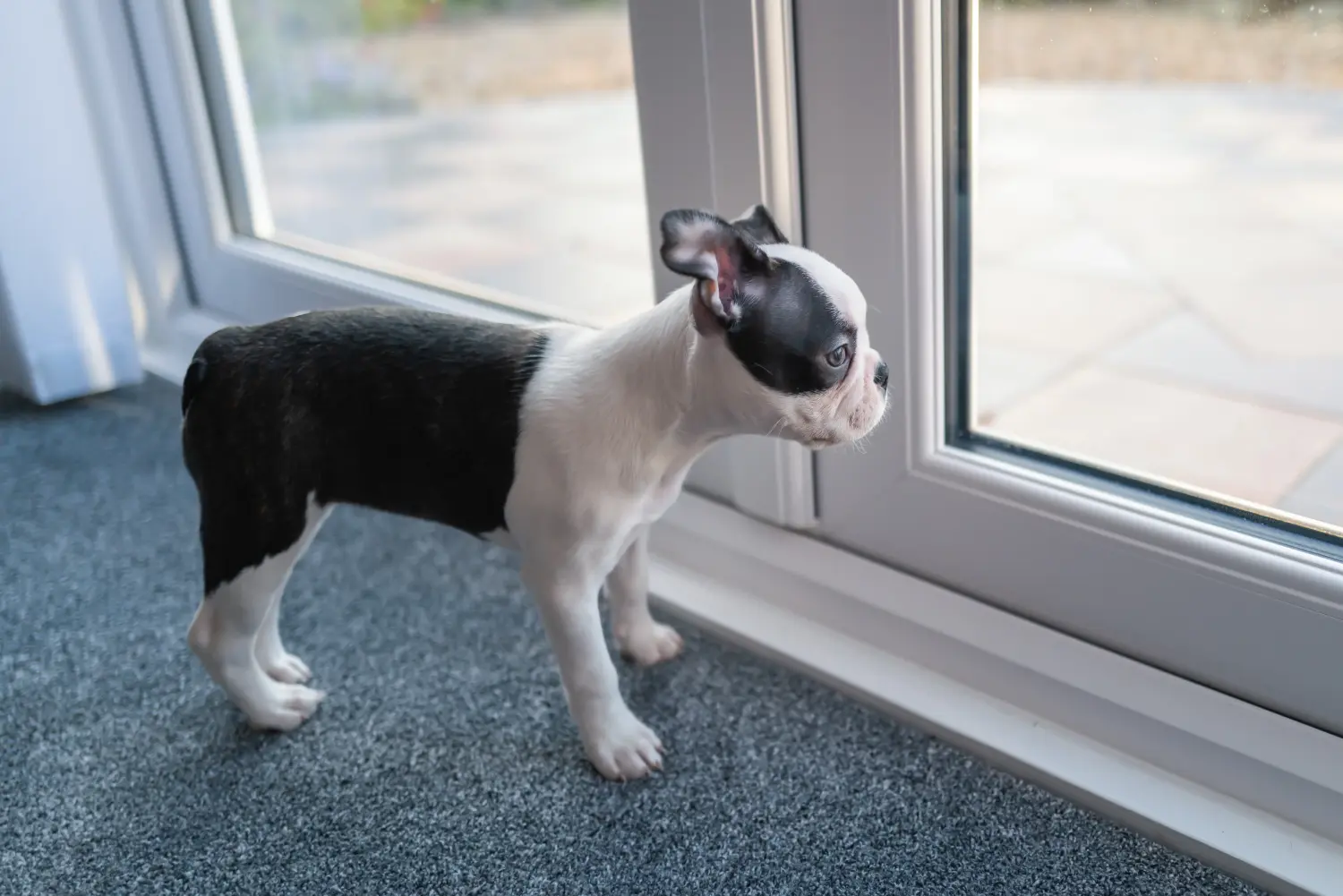 Boston terrier kölyökkutya vásárlása felelősségvállalást jelent! Boston terrier kölyökkutyák vásárlása.