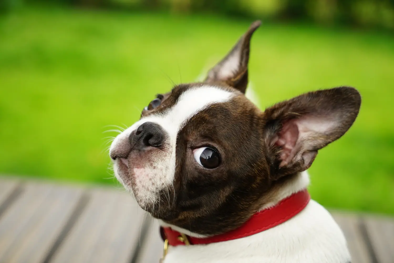 Boston terrier kölyökkutya vásárlása felelősségvállalást jelent! Boston terrier kölyökkutyák vásárlása.