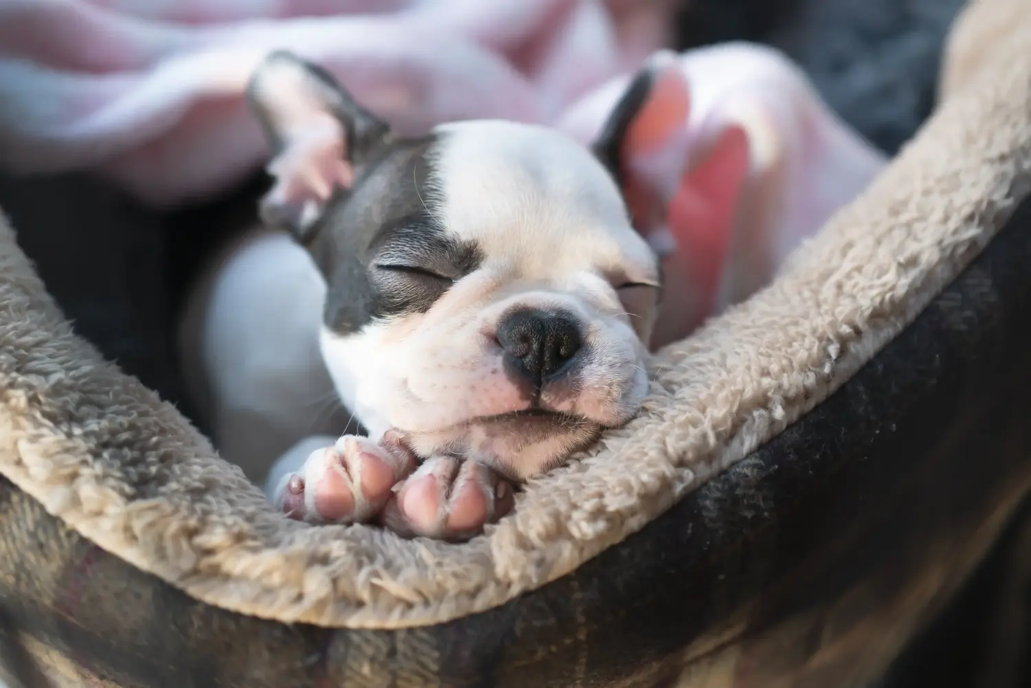 Boston terrier kölyökkutya vásárlása felelősségvállalást jelent! Boston terrier kölyökkutyák vásárlása.