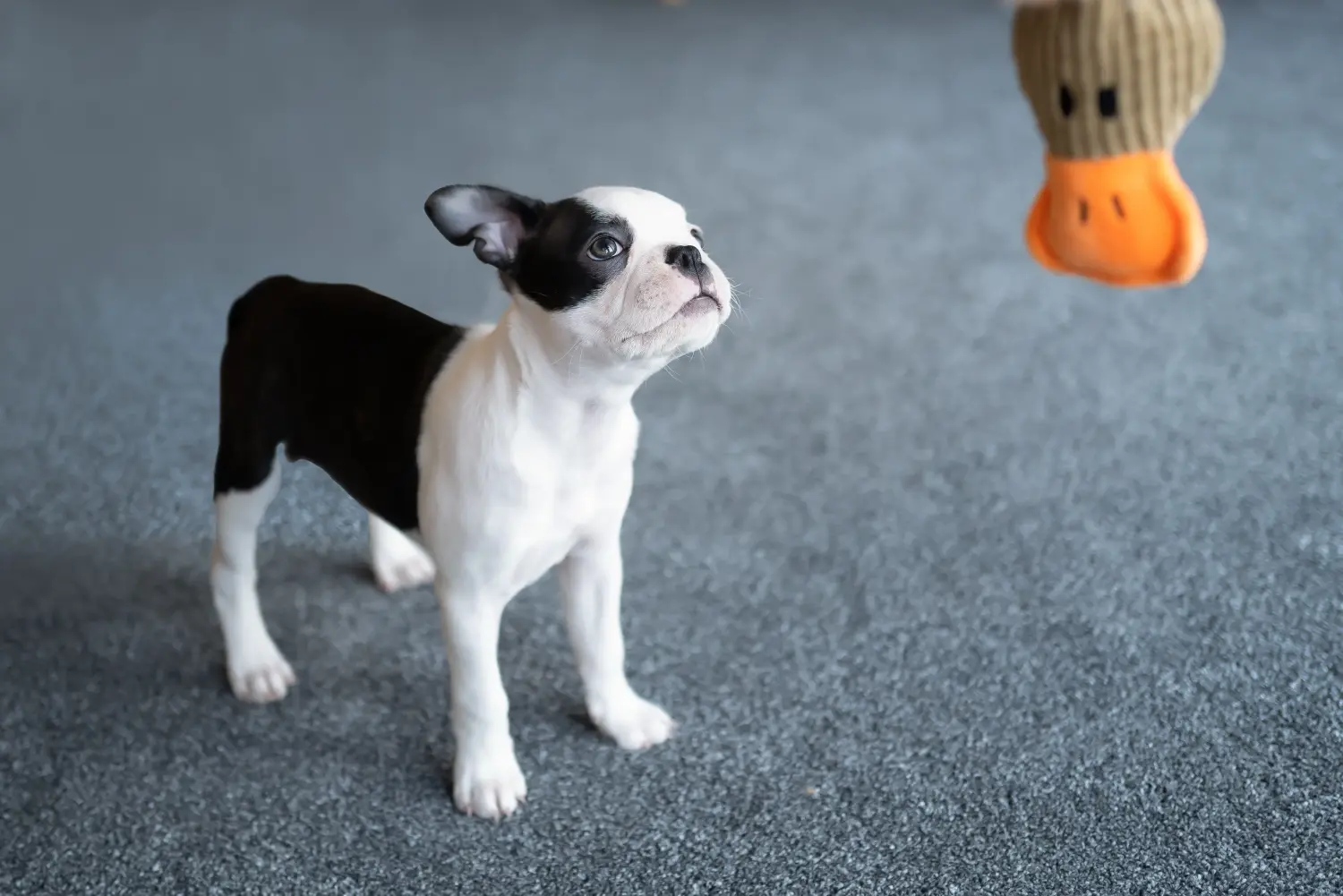 Boston terrier kölyökkutya vásárlása felelősségvállalást jelent! Boston terrier kölyökkutyák vásárlása.
