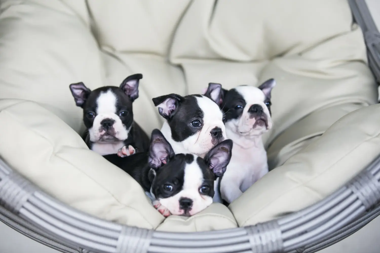 Boston terrier kölyökkutya vásárlása felelősségvállalást jelent! Boston terrier kölyökkutyák vásárlása.