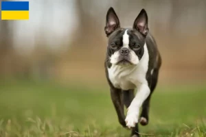 Read more about the article Boston terrier tenyésztők és kölykök Ukrajnában