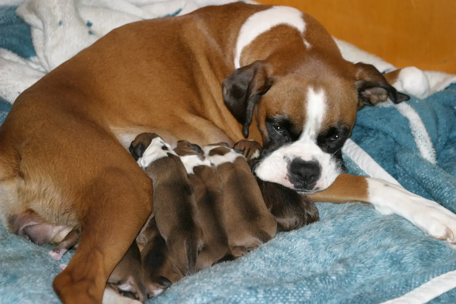 Boxer kiskutya vásárlása felelősségvállalást jelent! Boxer kiskutyák vásárlása.