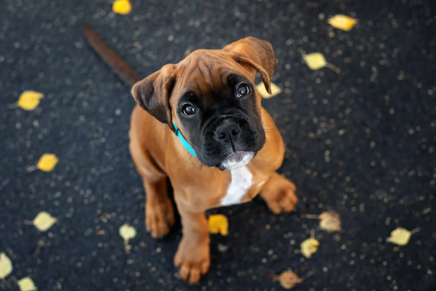 Boxer kiskutya vásárlása felelősségvállalást jelent! Boxer kiskutyák vásárlása.