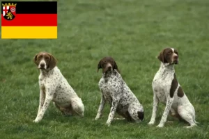 Read more about the article Braque français type Pyrénées tenyésztők és kiskutyák Rajna-vidék-Pfalzban