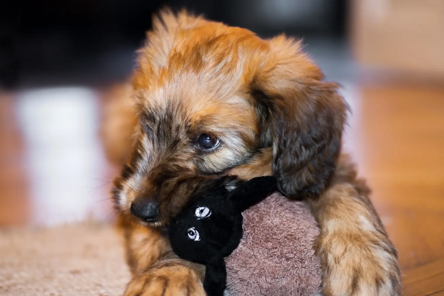 Briard kölyökkutya vásárlása felelősségvállalást jelent! Briard kiskutyák vásárlása.