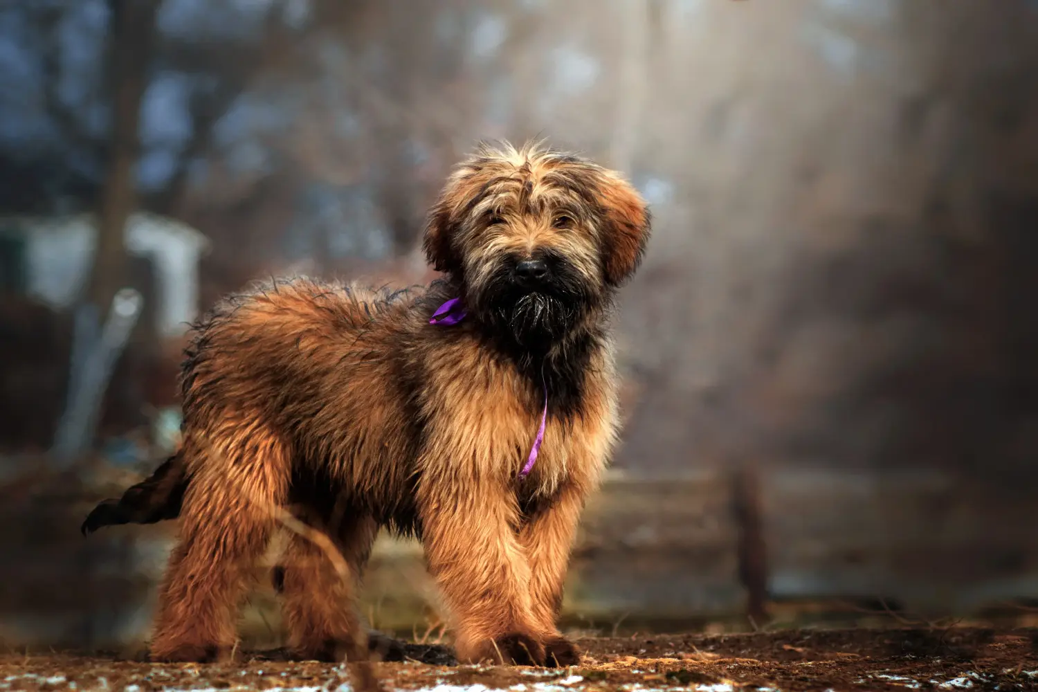 Briard kölyökkutya vásárlása felelősségvállalást jelent! Briard kiskutyák vásárlása.