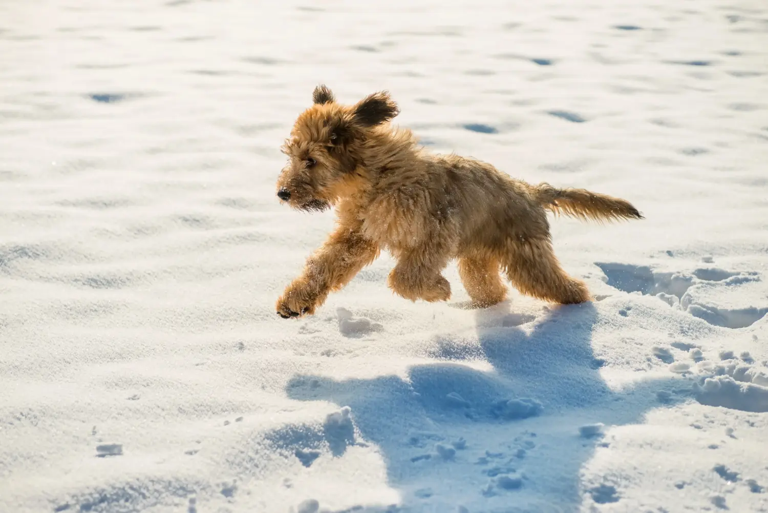 Briard kölyökkutya vásárlása felelősségvállalást jelent! Briard kiskutyák vásárlása.