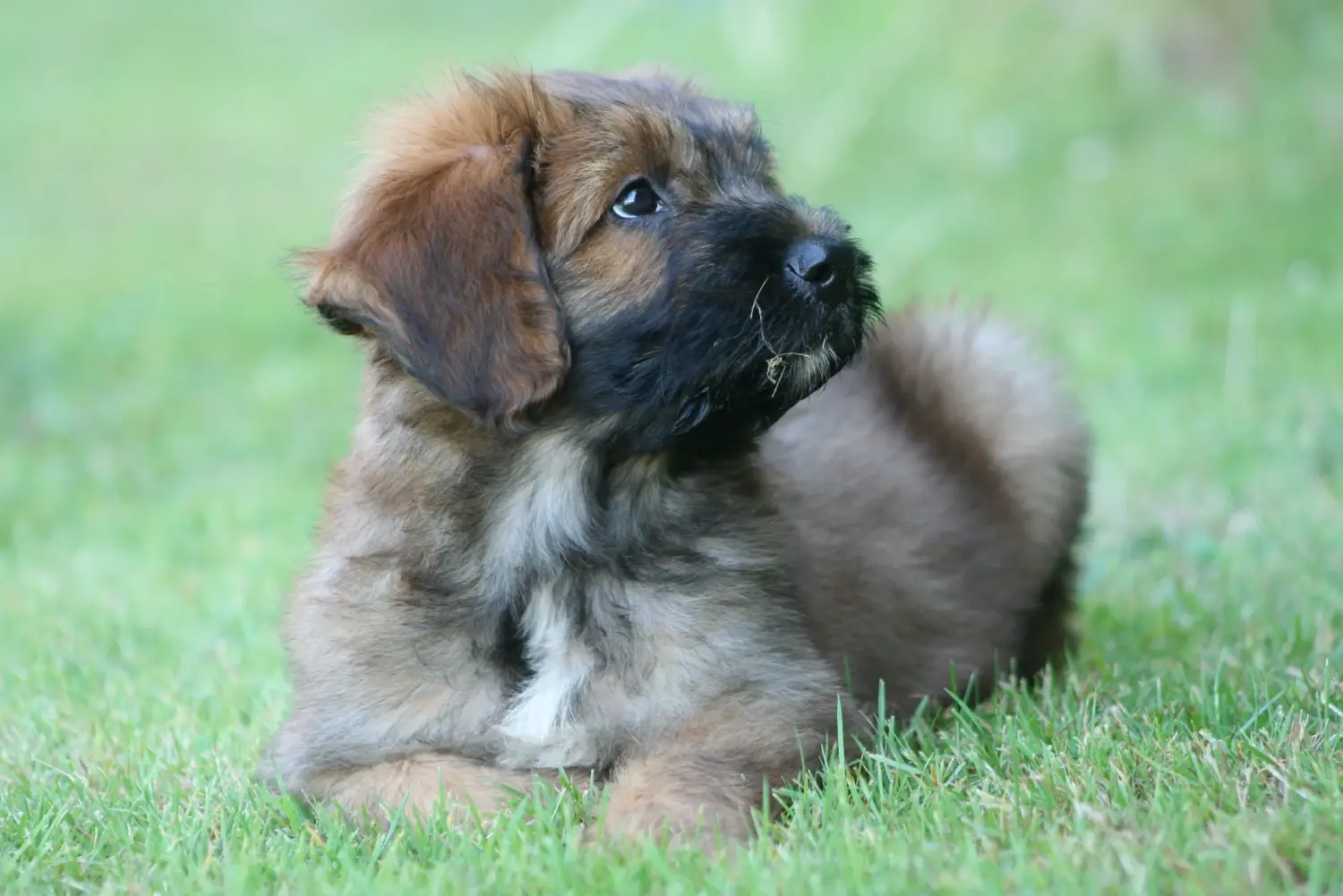 Briard kölyökkutya vásárlása felelősségvállalást jelent! Briard kiskutyák vásárlása.