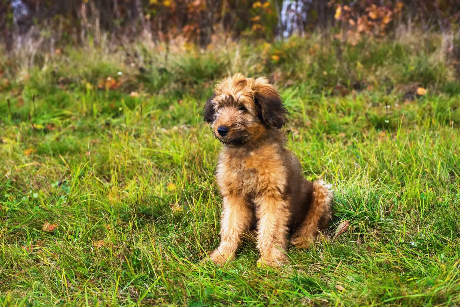 Briard kölyökkutya vásárlása felelősségvállalást jelent! Briard kiskutyák vásárlása.