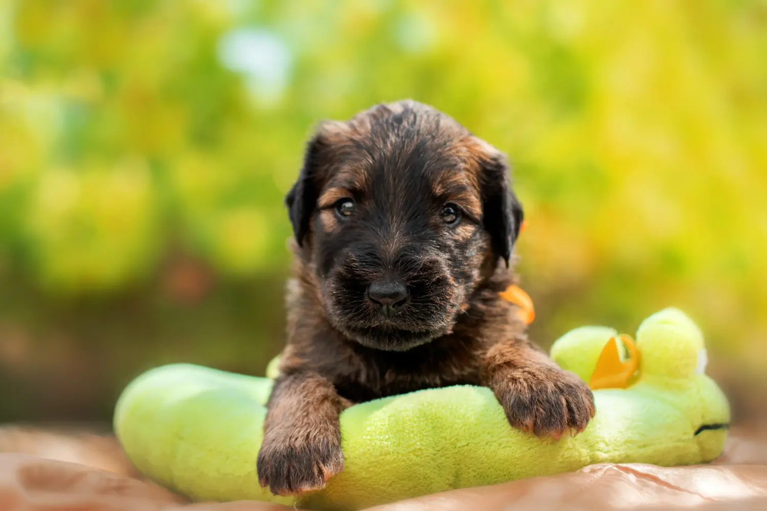Briard kölyökkutya vásárlása felelősségvállalást jelent! Briard kiskutyák vásárlása.