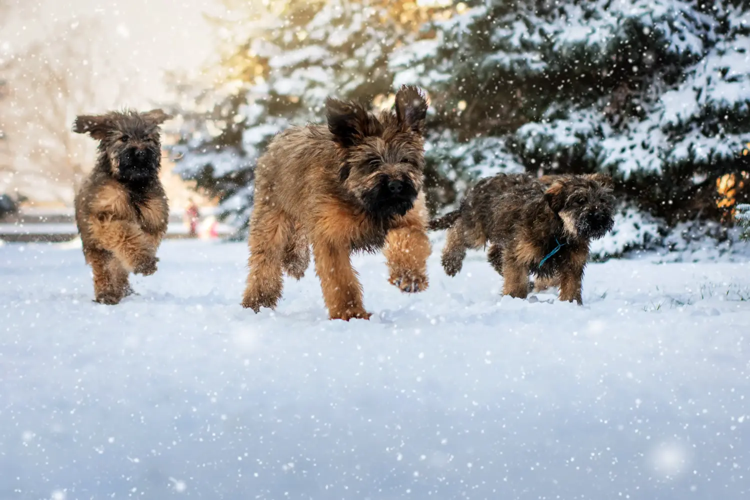 Briard kölyökkutya vásárlása felelősségvállalást jelent! Briard kiskutyák vásárlása.