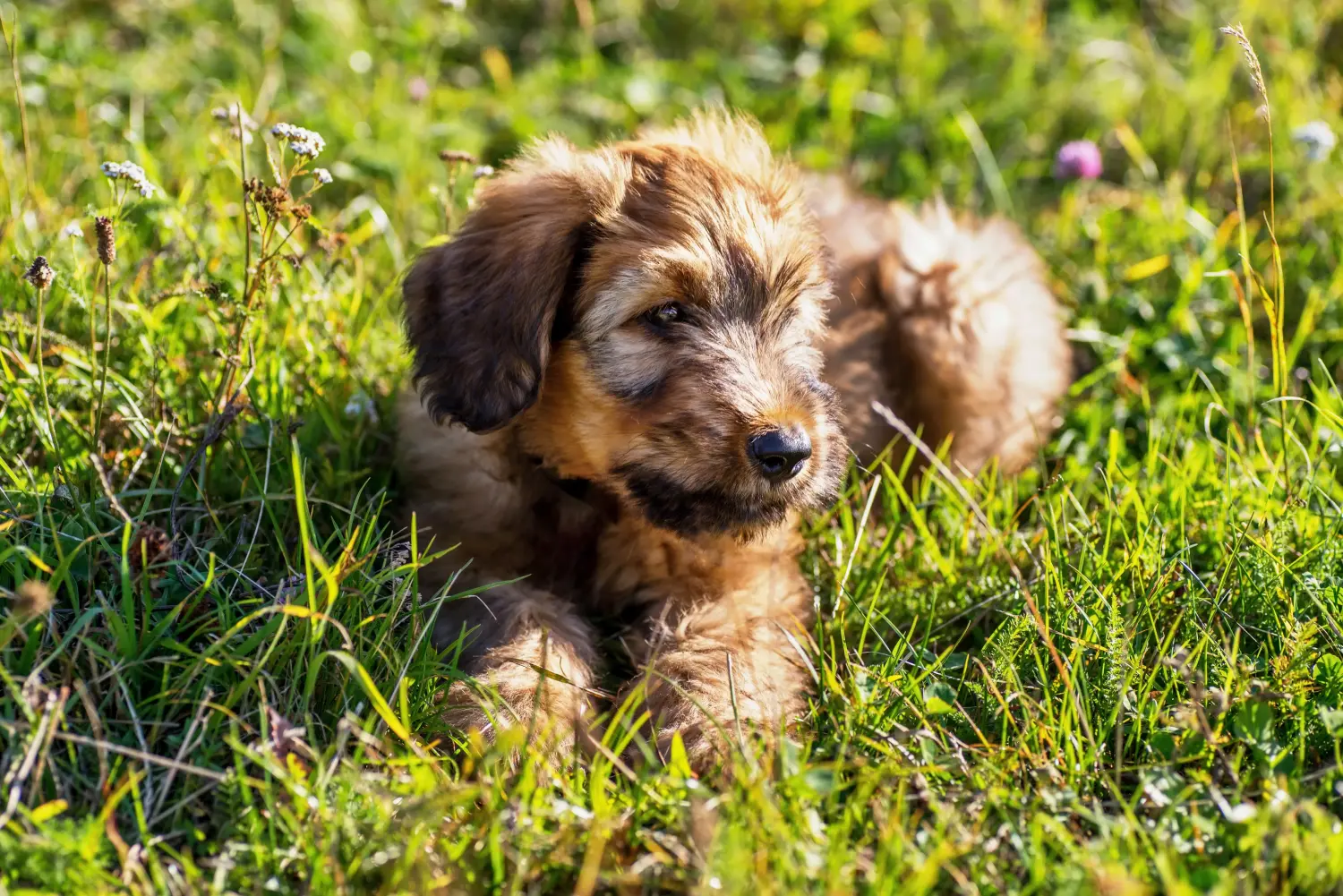 Briard kölyökkutya vásárlása felelősségvállalást jelent! Briard kiskutyák vásárlása.