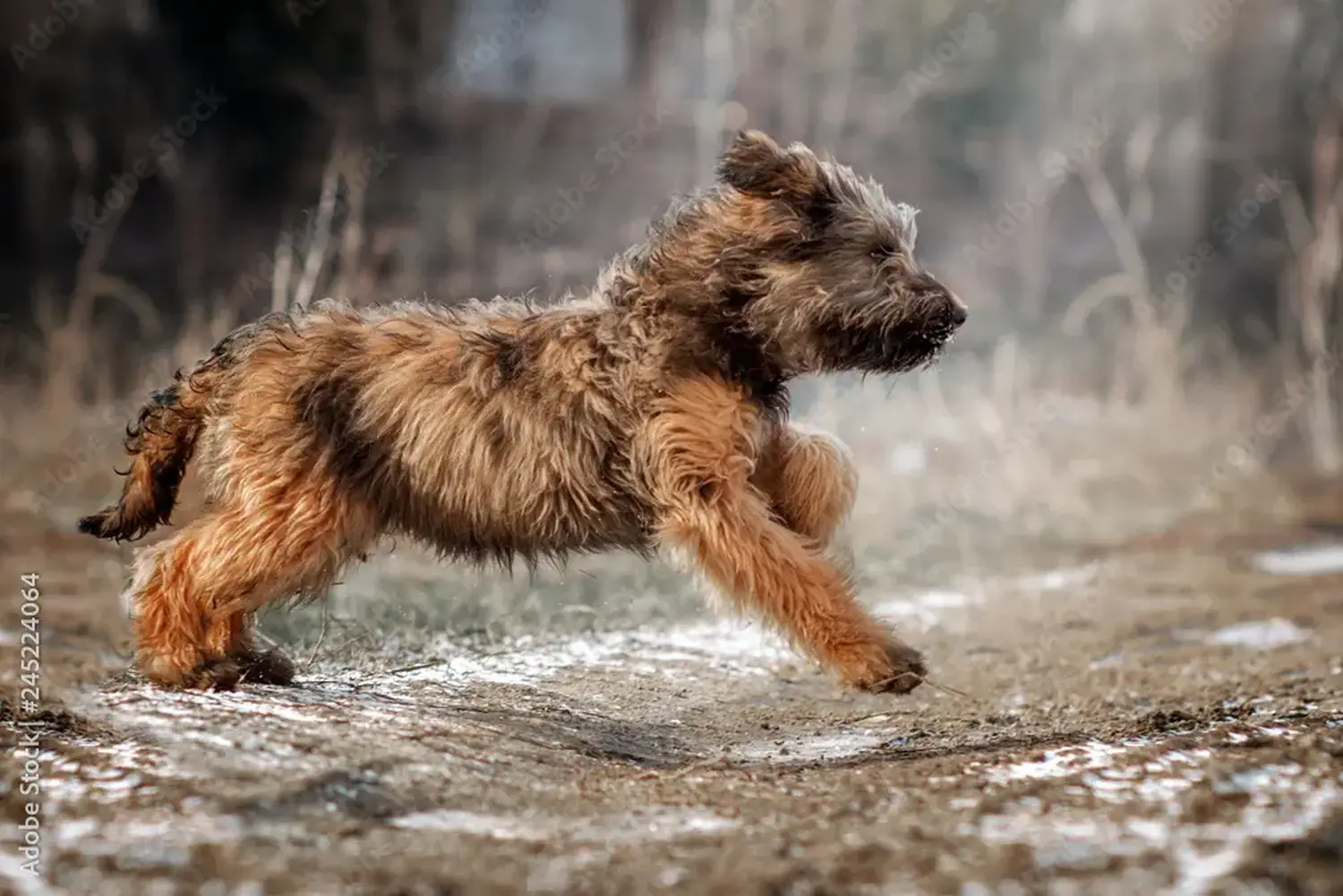 Briard kölyökkutya vásárlása felelősségvállalást jelent! Briard kiskutyák vásárlása.