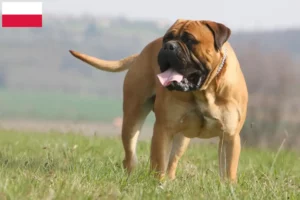 Read more about the article Bullmastiff tenyésztők és kölykök Lengyelországban