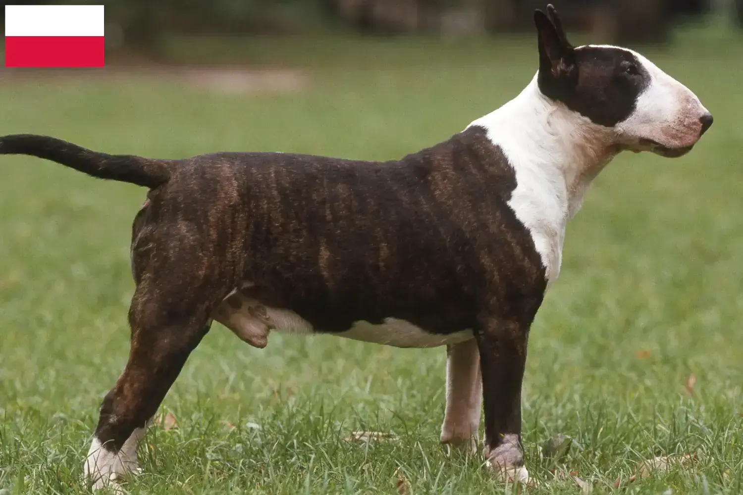 Bullterrier kölykök és tenyésztők Lengyelország Keress bullterrier tenyésztőket Lengyelországban.