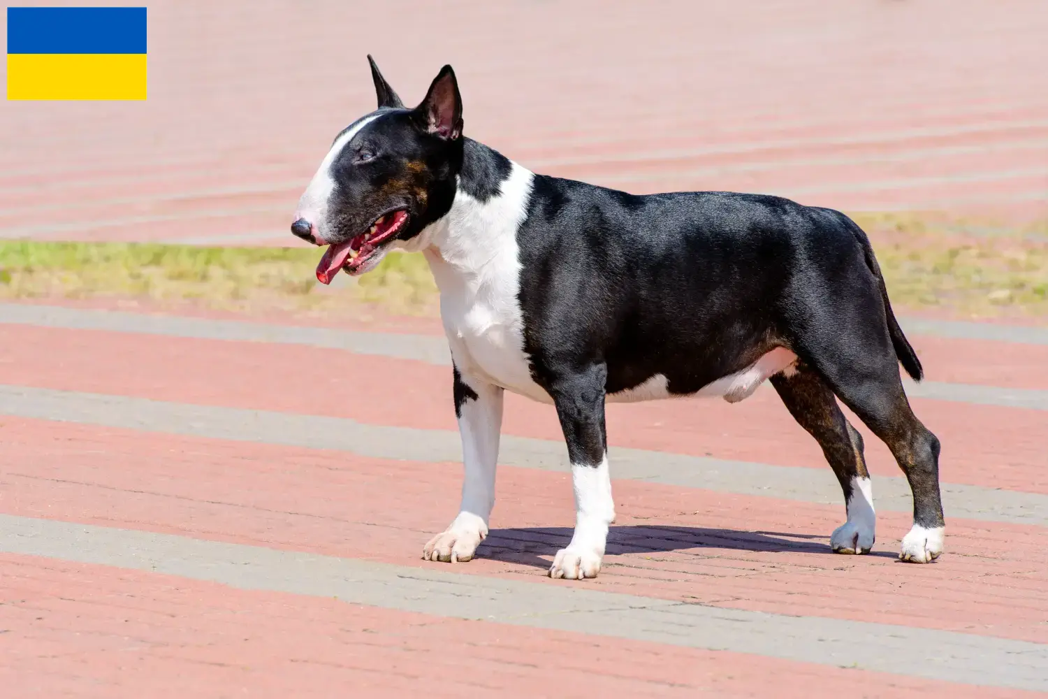 Bullterrier kölykök és tenyésztők Ukrajna Itt találhat bullterrier tenyésztőket Ukrajnában.