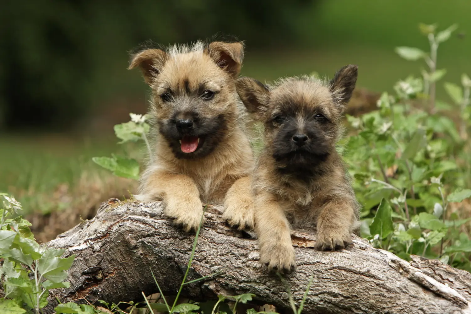 Cairn terrier kölyökkutya vásárlása felelősségvállalást jelent! Cairn terrier kiskutyák vásárlása.