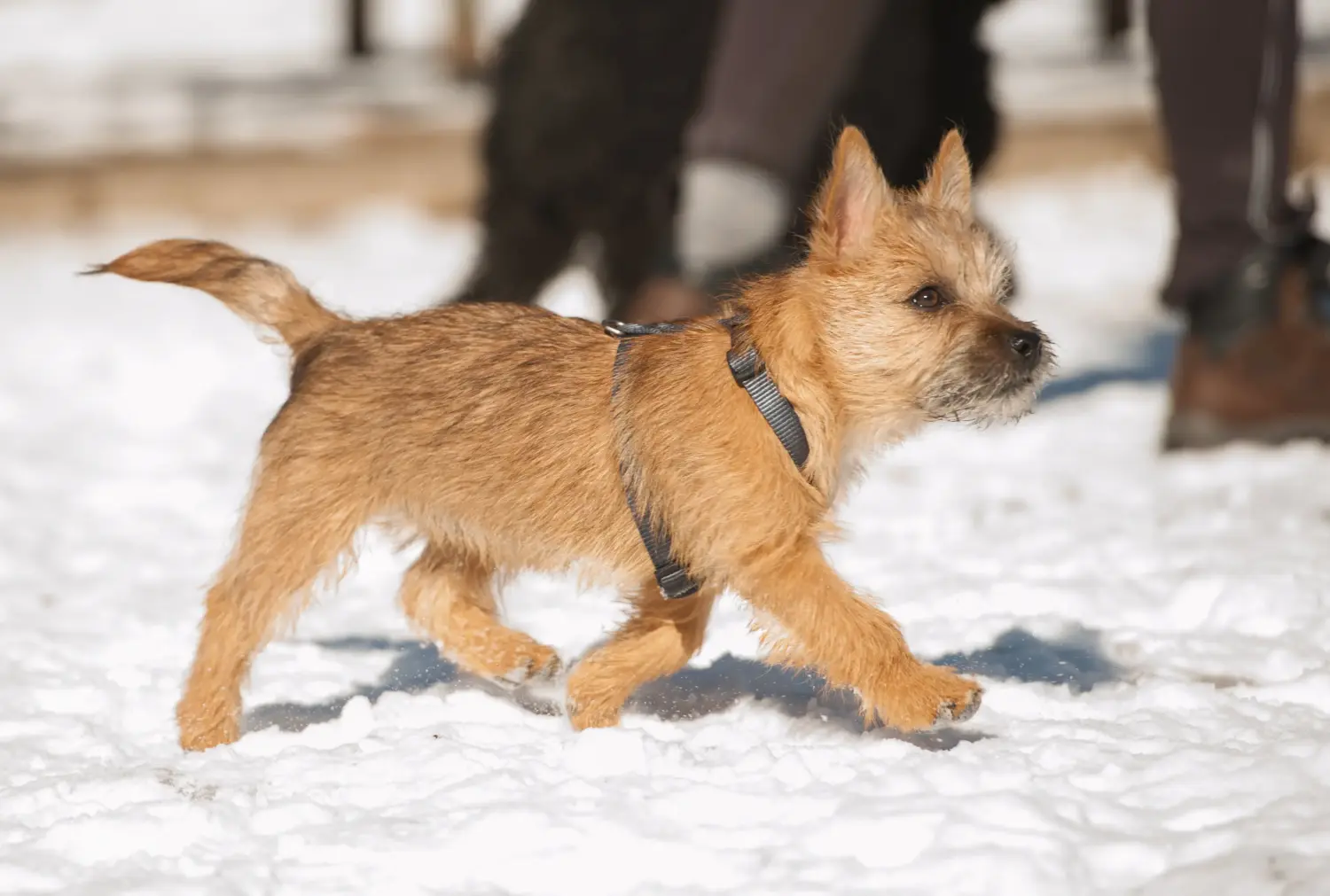 Cairn terrier kölyökkutya vásárlása felelősségvállalást jelent! Cairn terrier kiskutyák vásárlása.