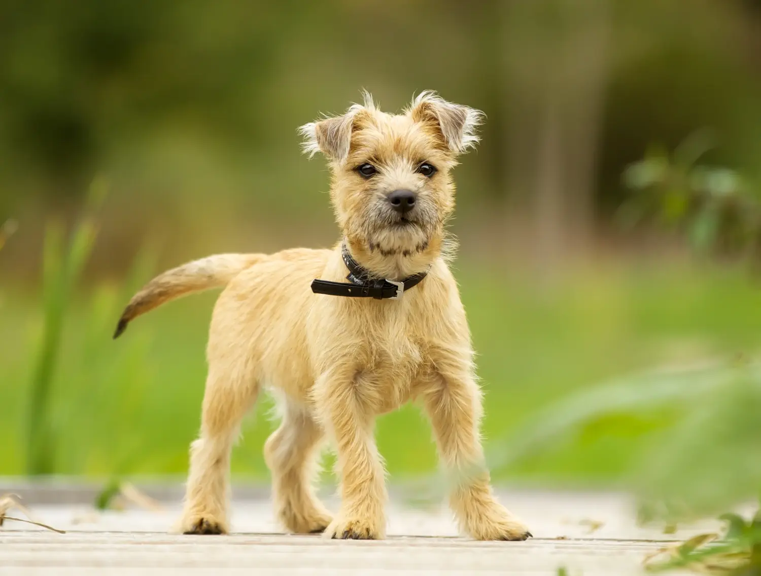 Cairn terrier kölyökkutya vásárlása felelősségvállalást jelent! Cairn terrier kiskutyák vásárlása.