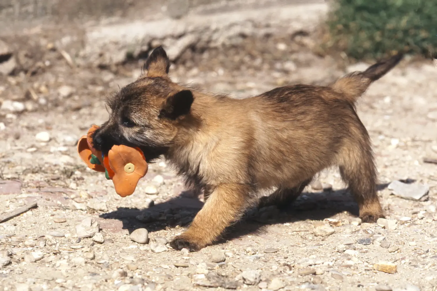 Cairn terrier kölyökkutya vásárlása felelősségvállalást jelent! Cairn terrier kiskutyák vásárlása.