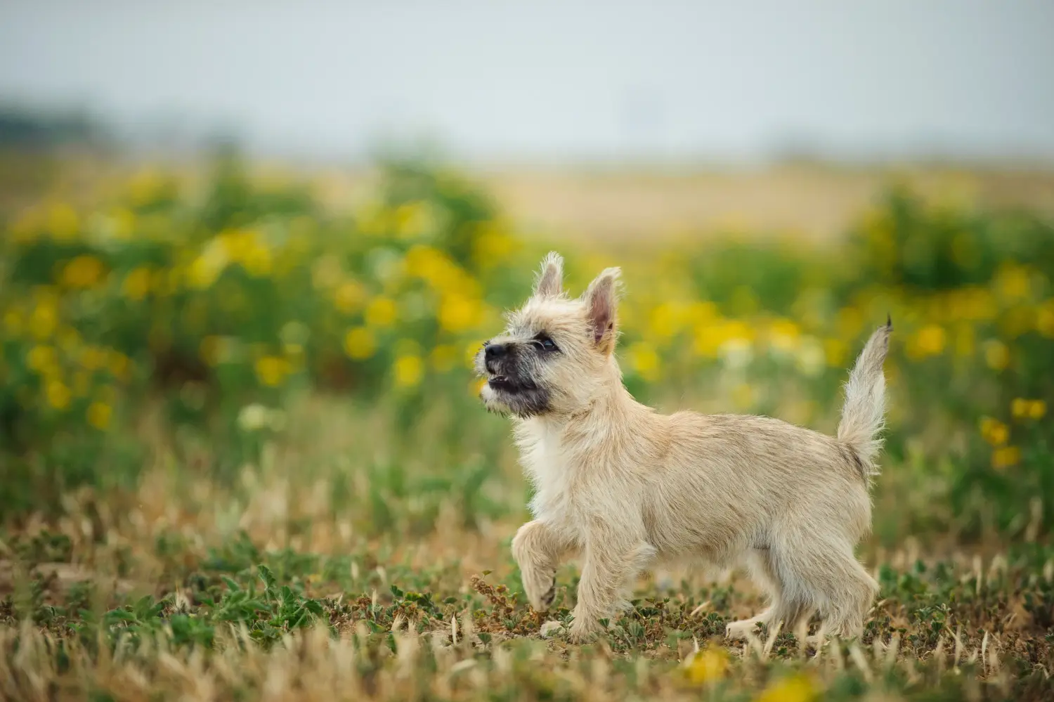 Cairn terrier kölyökkutya vásárlása felelősségvállalást jelent! Cairn terrier kiskutyák vásárlása.