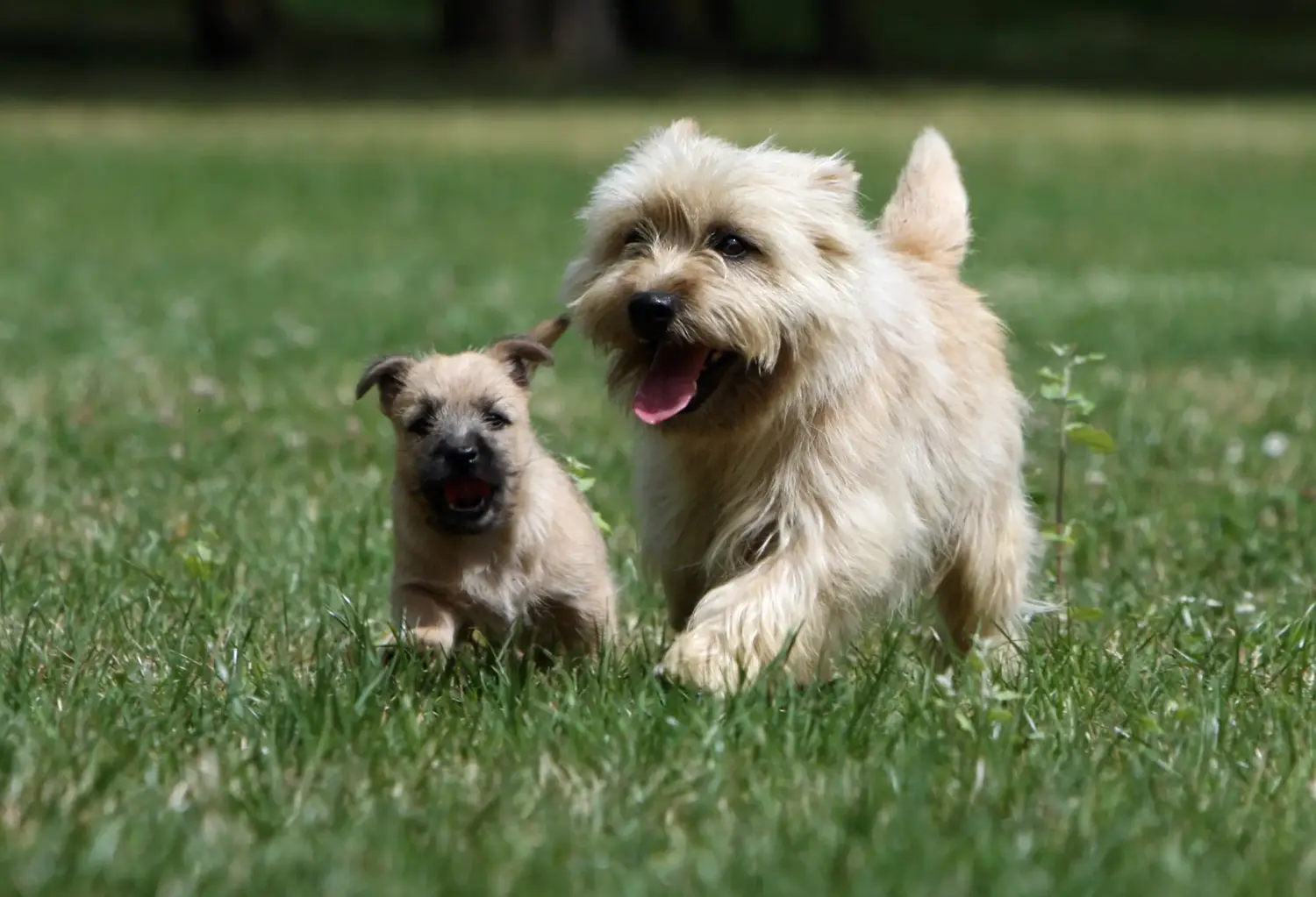 Cairn terrier kölyökkutya vásárlása felelősségvállalást jelent! Cairn terrier kiskutyák vásárlása.