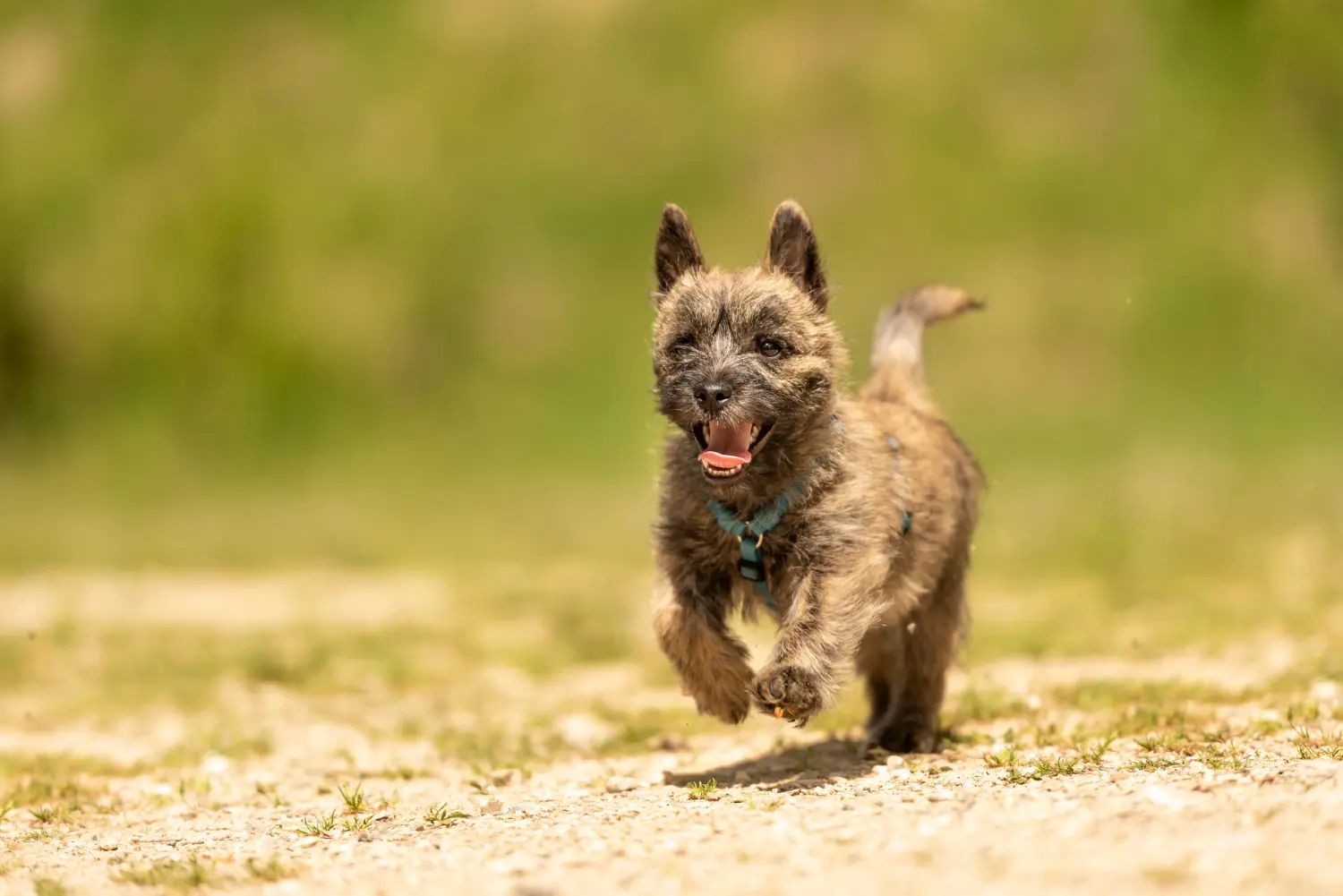 Cairn terrier kölyökkutya vásárlása felelősségvállalást jelent! Cairn terrier kiskutyák vásárlása.