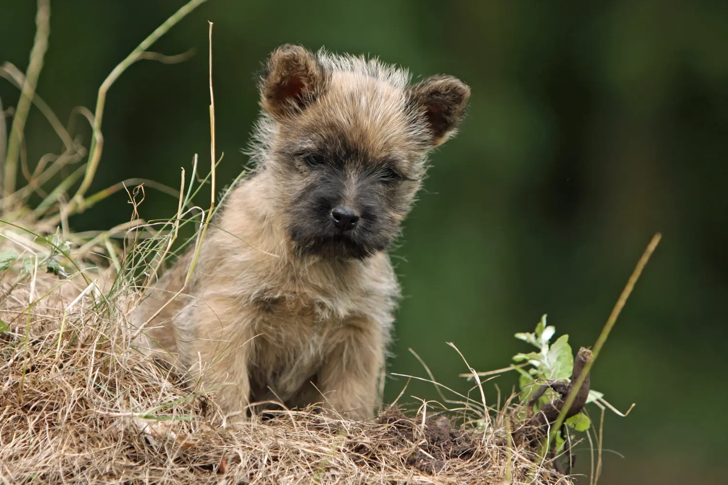 Cairn terrier kölyökkutya vásárlása felelősségvállalást jelent! Cairn terrier kiskutyák vásárlása.