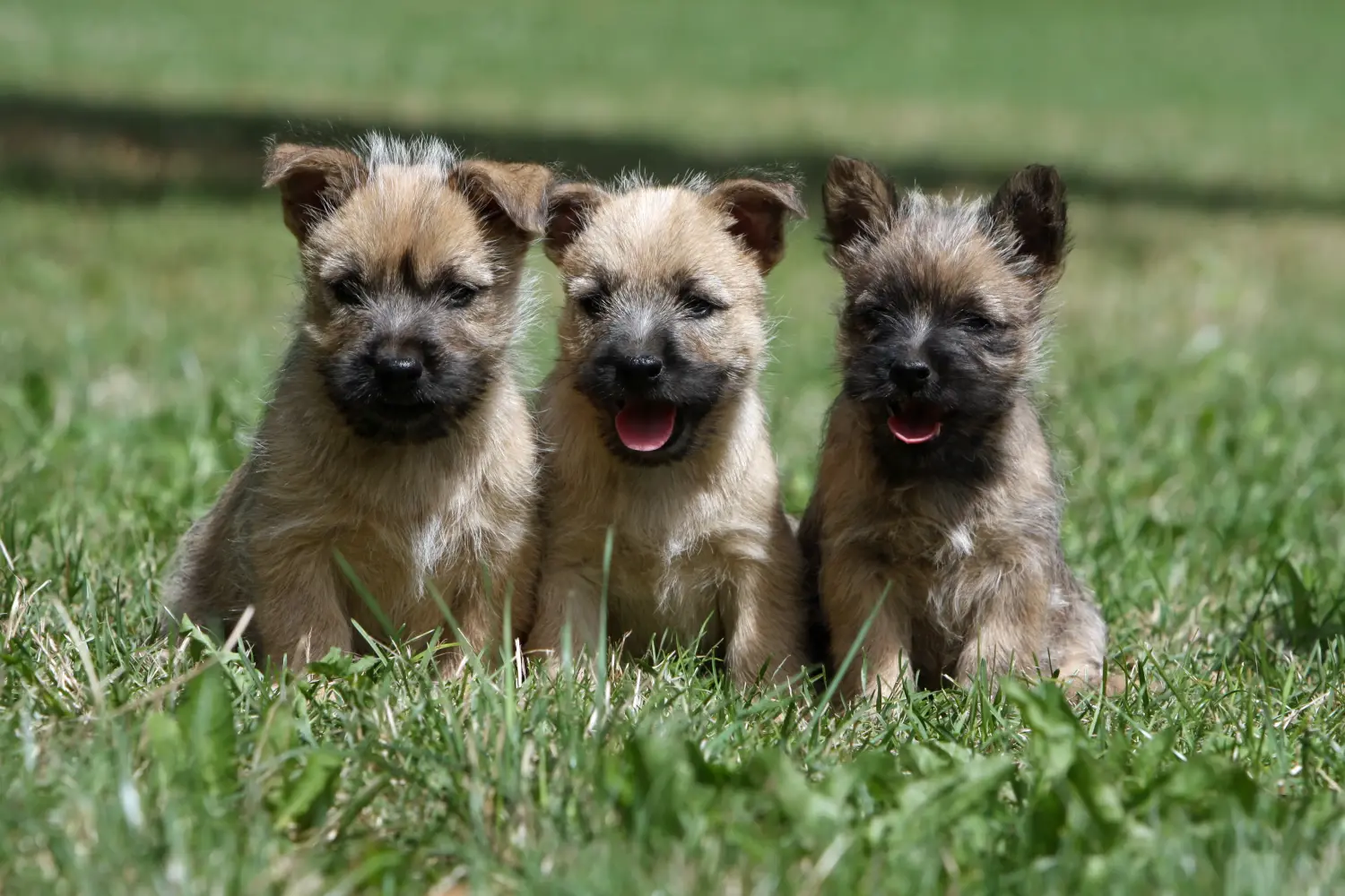 Cairn terrier kölyökkutya vásárlása felelősségvállalást jelent! Cairn terrier kiskutyák vásárlása.