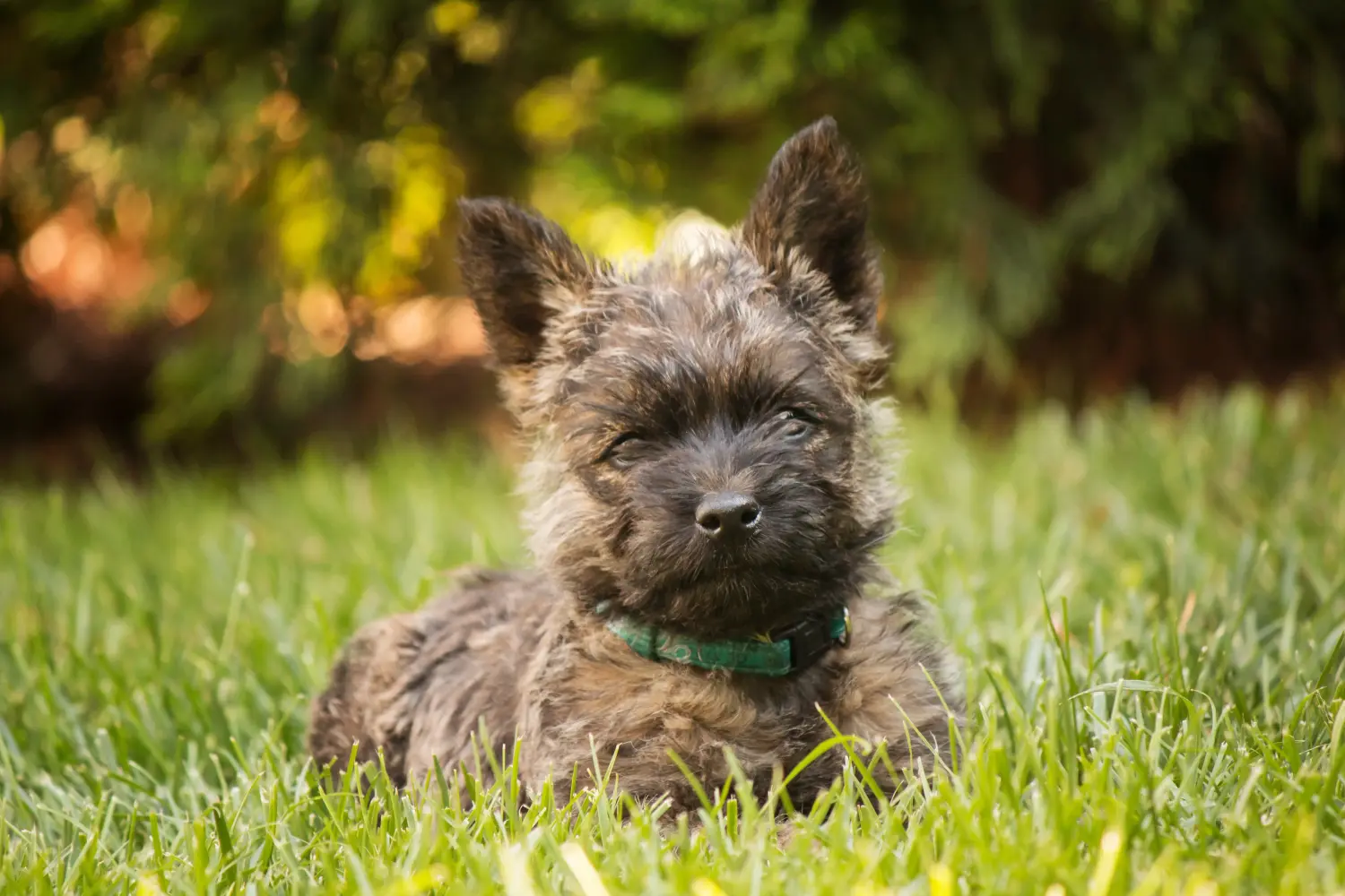 Cairn terrier kölyökkutya vásárlása felelősségvállalást jelent! Cairn terrier kiskutyák vásárlása.
