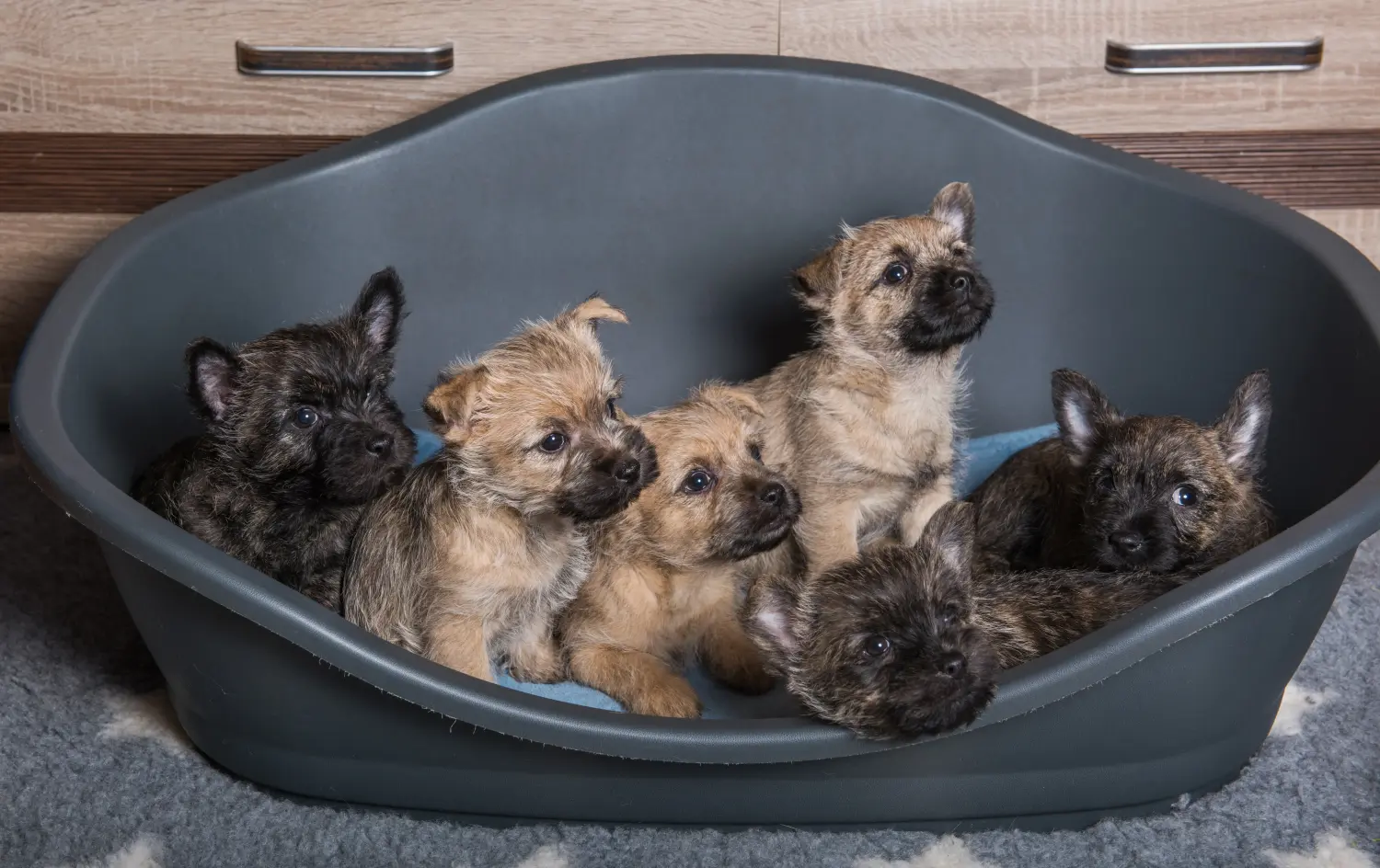 Cairn terrier kölyökkutya vásárlása felelősségvállalást jelent! Cairn terrier kiskutyák vásárlása.