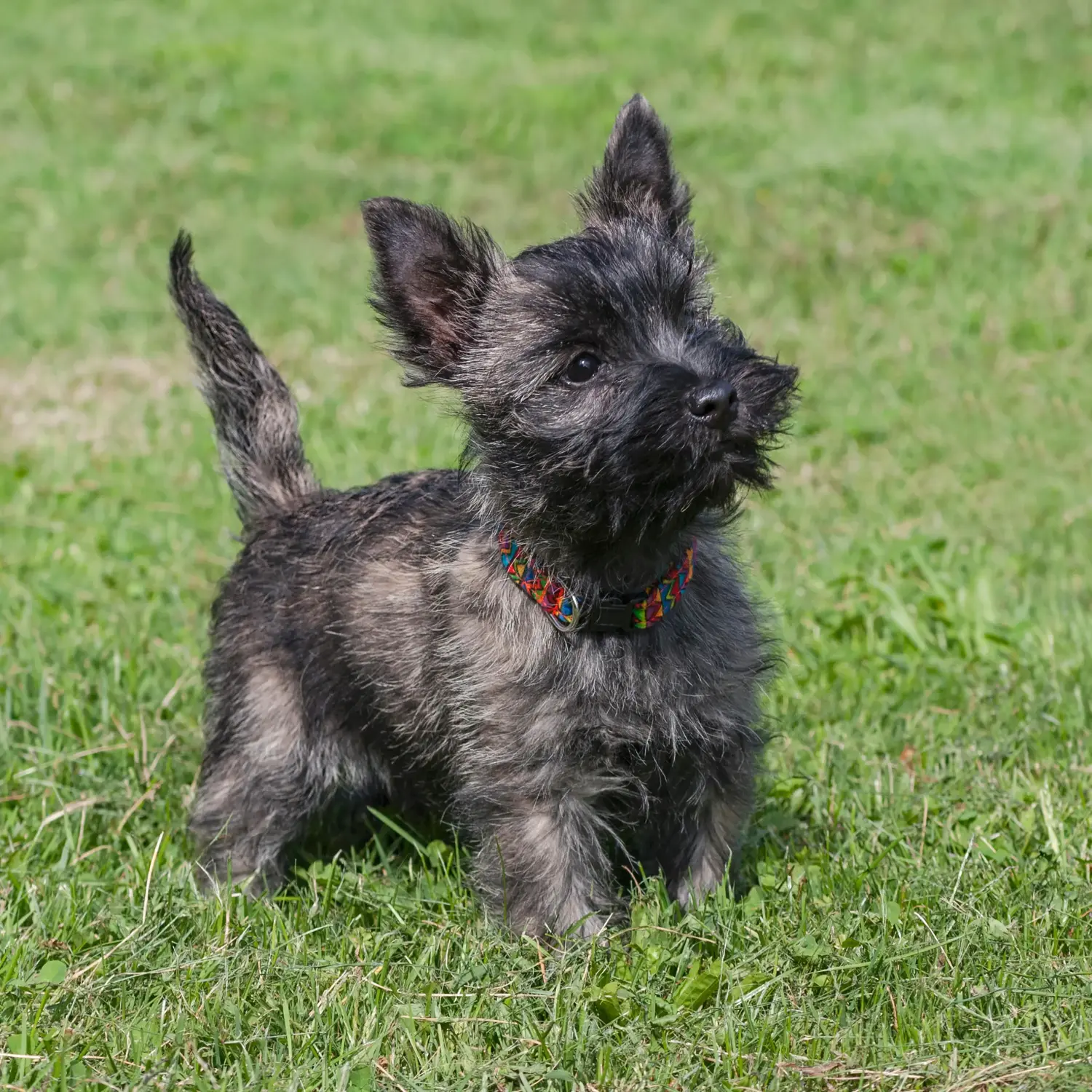 Cairn terrier kölyökkutya vásárlása felelősségvállalást jelent! Cairn terrier kiskutyák vásárlása.