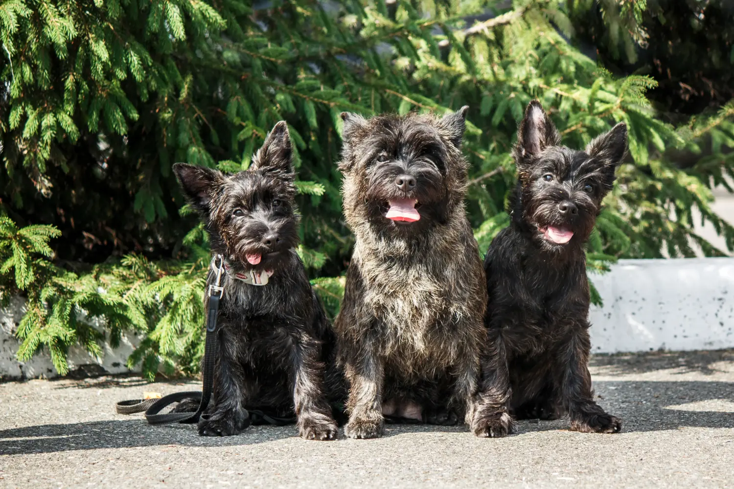 Cairn terrier kölyökkutya vásárlása felelősségvállalást jelent! Cairn terrier kiskutyák vásárlása.