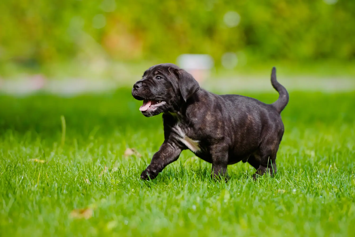 Egy Cane Corso Italiano kiskutya megvásárlása felelősségvállalást jelent! Cane Corso Italiano kiskutyák vásárlása.