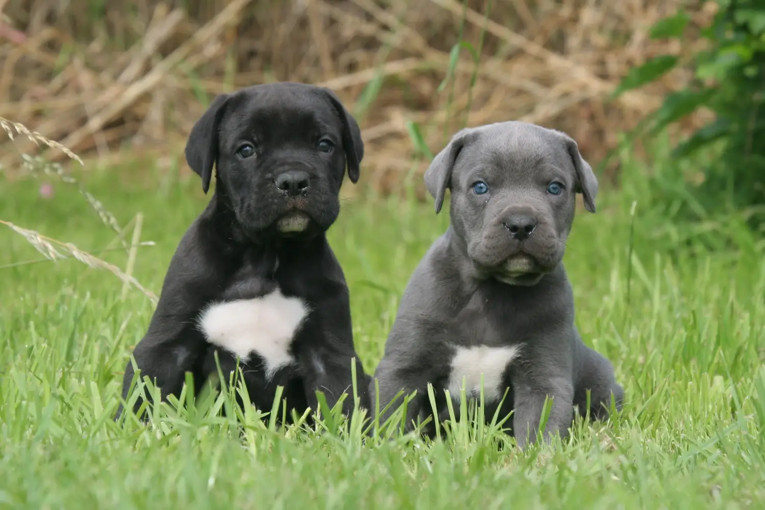 Egy Cane Corso Italiano kiskutya megvásárlása felelősségvállalást jelent! Cane Corso Italiano kiskutyák vásárlása.
