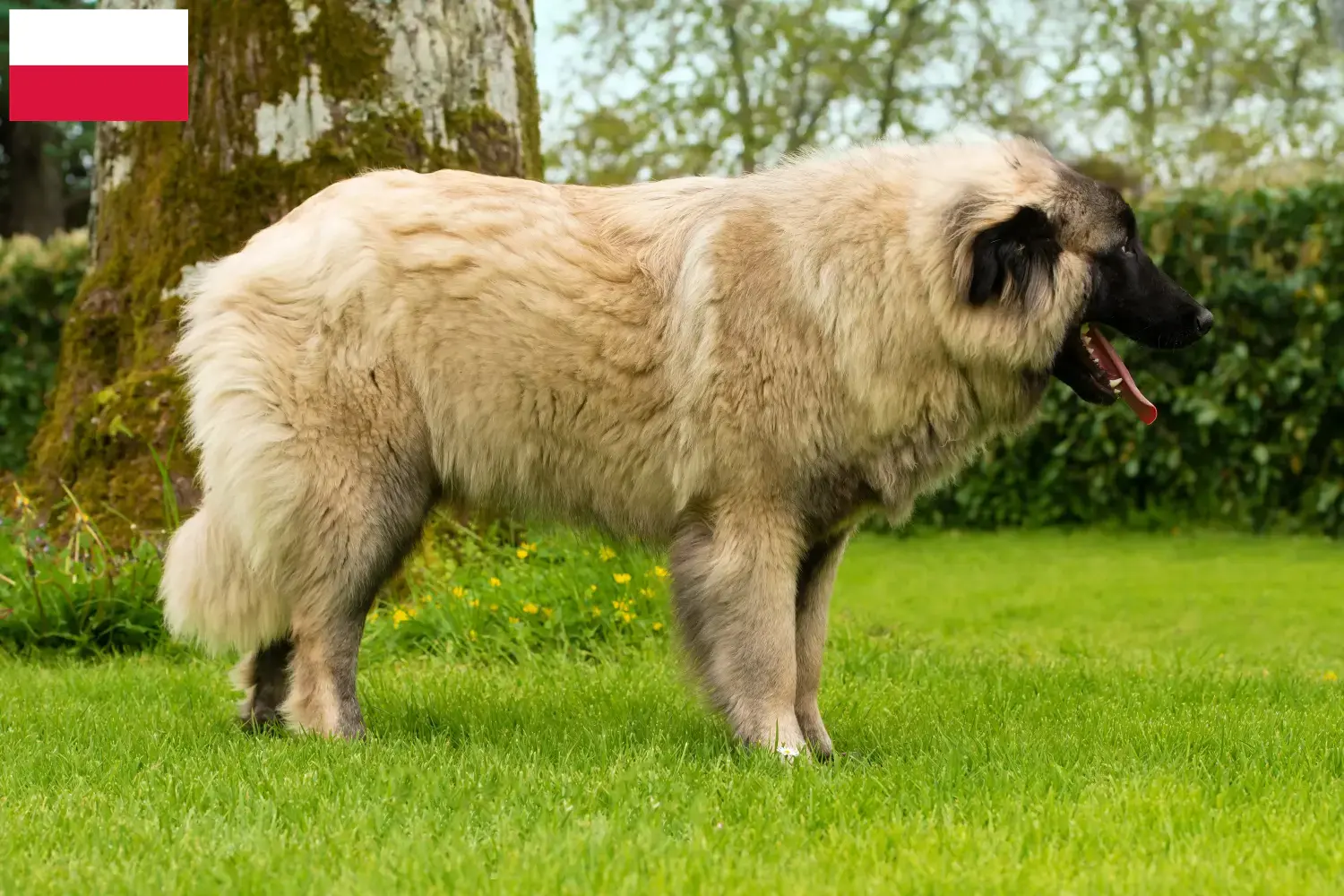Cão Da Serra Da Estrela kölyökkutyák és tenyésztők Lengyelországban Itt megtalálhatja a Cão Da Serra Da Estrelas tenyésztőit Lengyelországban.
